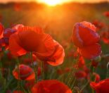 Anzac Day Memories