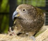 kea