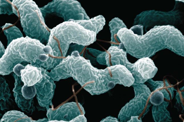 Campylobacter campylobacter