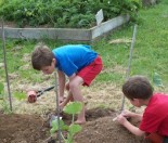 Planting Pumpkins