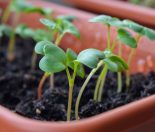 Gardening_ A sustainable life