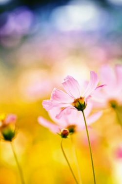 celebrating happiness