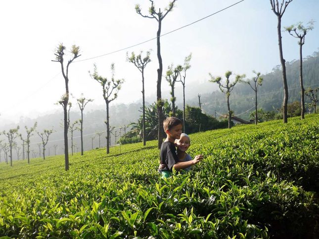 The gift of travel this Christmas Sri Lanka