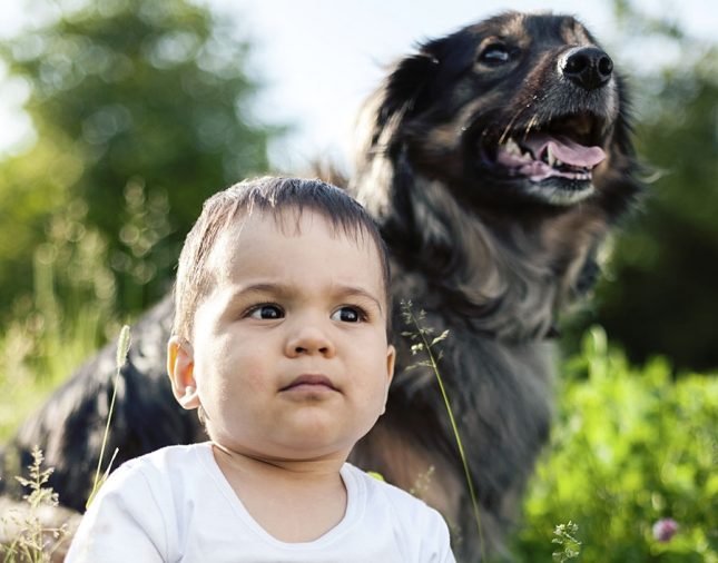 How to prepare your dog for a new baby How to prepare your dog for a new baby