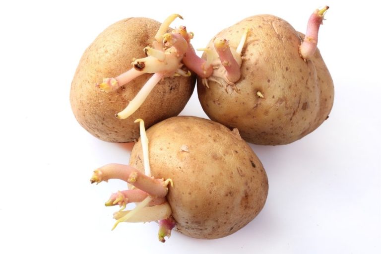 How to Grow Potatoes – Part 1 – You’ve got to be chitting me! How to Plant Potatoes Part 1